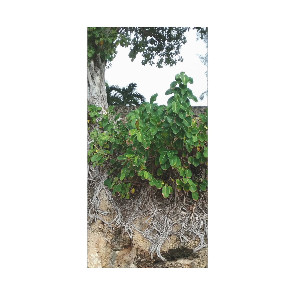 Nature-Themed Canvas Art - 1.25" Stretched Matte Wall Decor for Home & Office