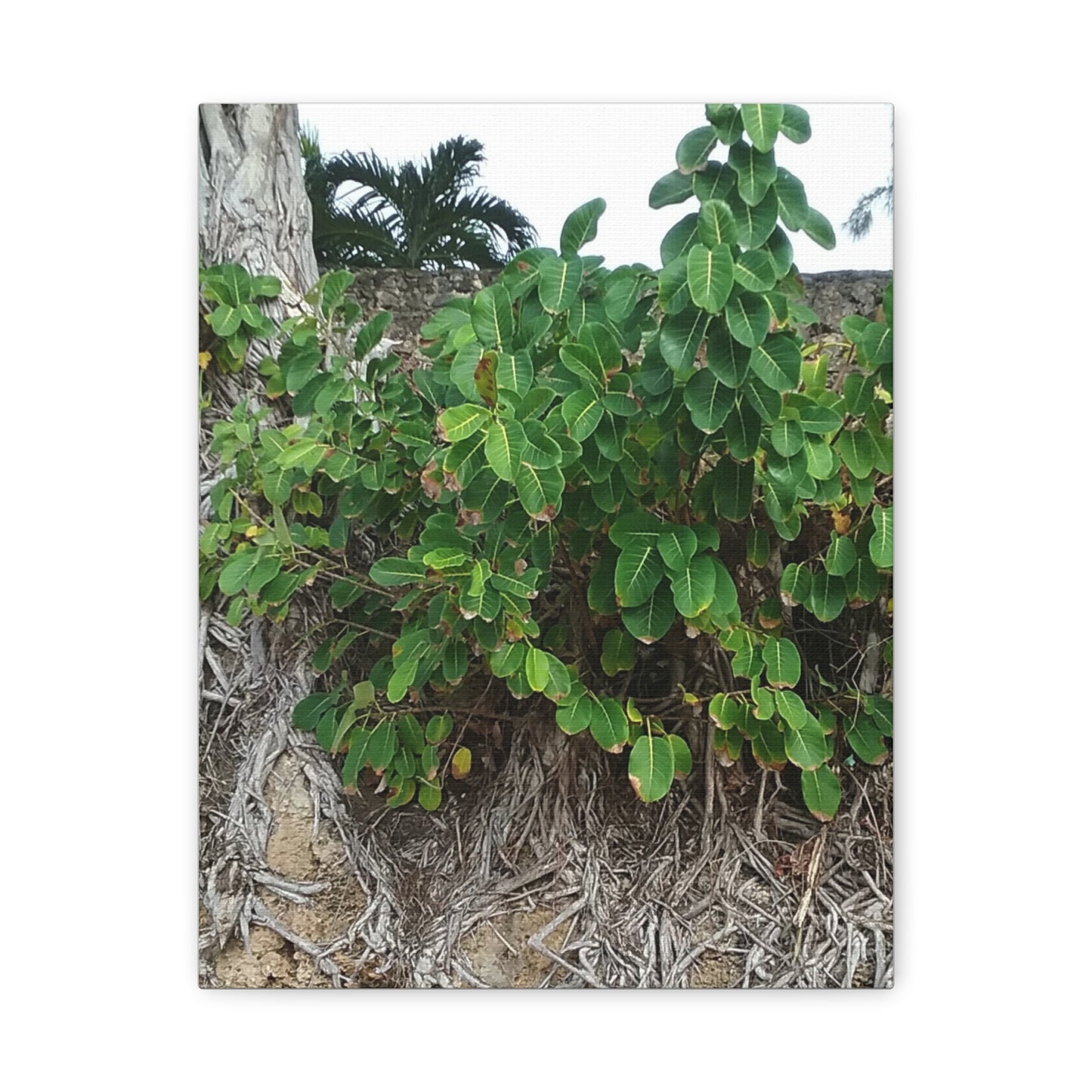 Nature-Themed Stretched Canvas Art Print