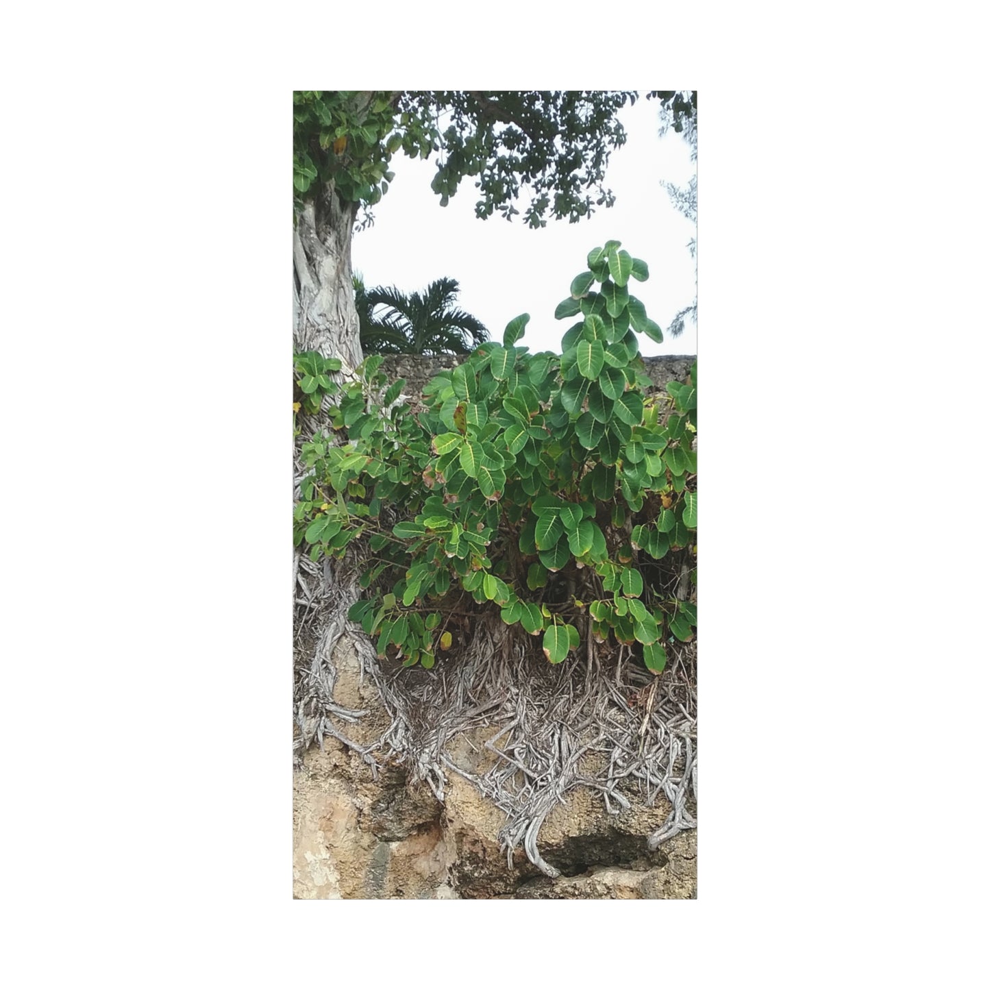 Nature-Themed Stretched Canvas Art Print